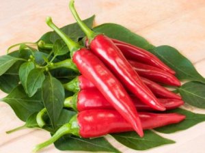 Chili Saatgut