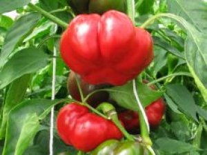 Paprika Saatgut