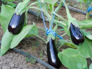 Aubergine Saatgut